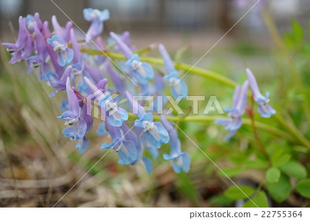 延胡索 延胡索 22755364