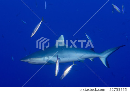 Grey shark ready to attack underwater in the blue Grey shark ready to attack underwater in the blue 22755555