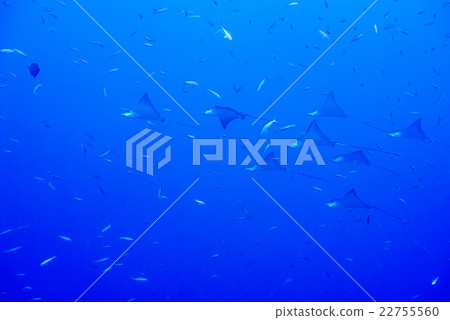 eagle ray manta while diving in Maldives eagle ray manta while diving in Maldives 22755560