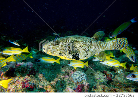 Giant oceanic Box puffer fish underwater portrait 22755562