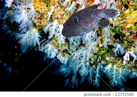 Puffer fish black white spotted close up Puffer fish black white spotted close up 22755580