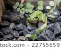 Frog frog 22755659