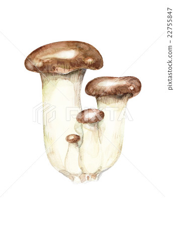 Elingi watercolor illustration 22755847