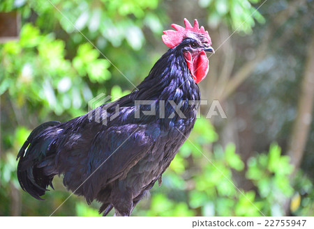 Chicken Chicken 22755947