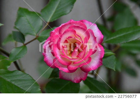 Roses 22756077