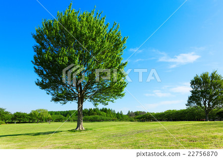在美里公園的草地上,年輕的葉子和大Toukaede樹的新鮮綠色 在美里公園的草地上,年輕的葉子和大Toukaede樹的新鮮綠色 22756870