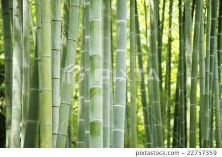 Bamboo forest Japanese style image drifting down cool 22757359