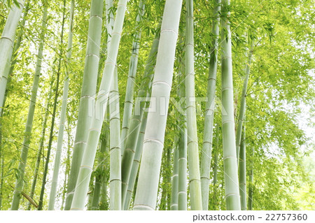 竹林日式風格飄落下來 22757360