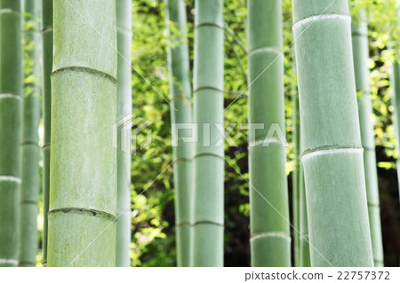 竹林日式風格飄落下來 22757372