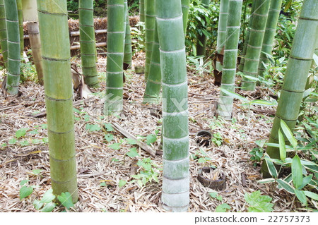 竹林日式風格飄落下來 22757373