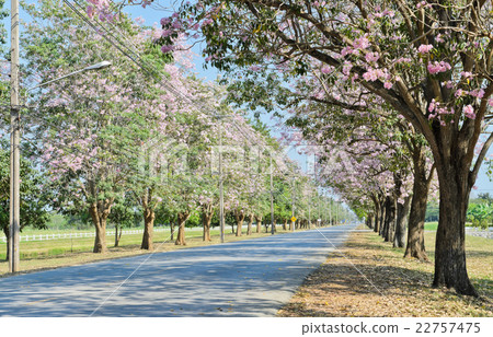 Beautiful road along with flower tree 22757475