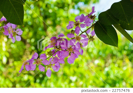 Pink lagerstroemia speciosa blossom 22757476