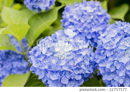 Hydrangea up pictures Hydrangea up pictures 22757577