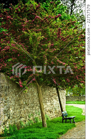 Bench under Flowering Tree Bench under Flowering Tree 22757579