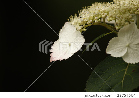 Gaku hydrangea Gaku hydrangea 22757594