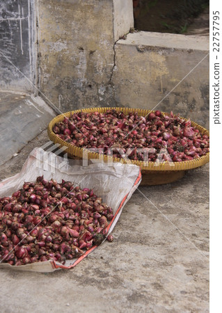 Material of Sambar · Bowmanera Material of Sambar · Bowmanera 22757795