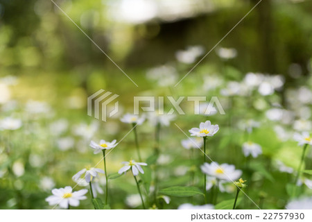蓮花寺的宮古奇 22757930