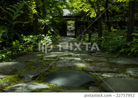 蓮花寺廟新綠色 22757952