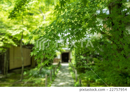 Fresh green of lotus temple 22757954