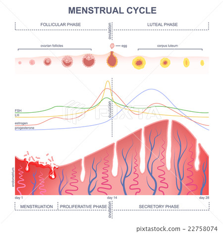 scheme of the menstrual cycle 22758074