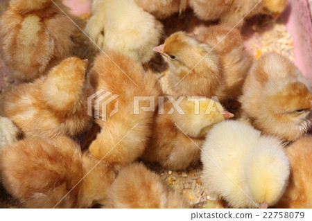 Chick Chick 22758079
