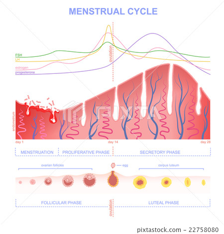scheme of the menstrual cycle scheme of the menstrual cycle 22758080
