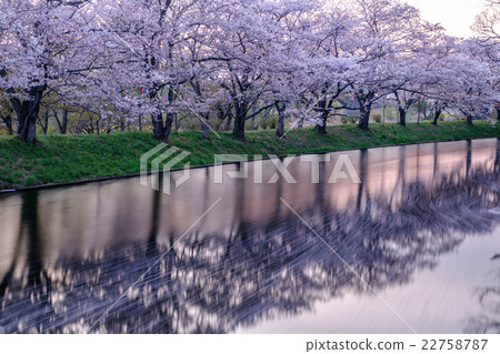 排櫻桃樹 22758787