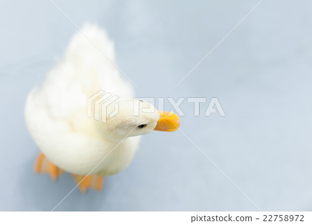Cole Duck Cole Duck 22758972