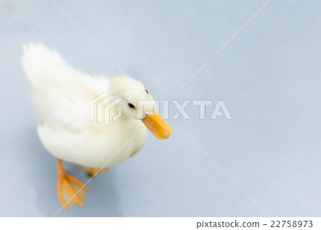 科爾鴨 科爾鴨 22758973