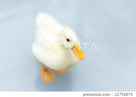 科爾鴨 科爾鴨 22758975