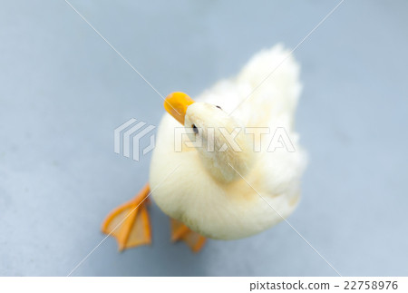 Cole Duck 22758976