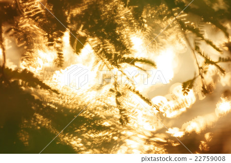 Leaves bokeh, blur 22759008