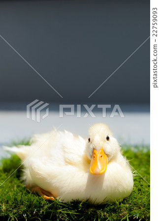 Cole Duck 22759093