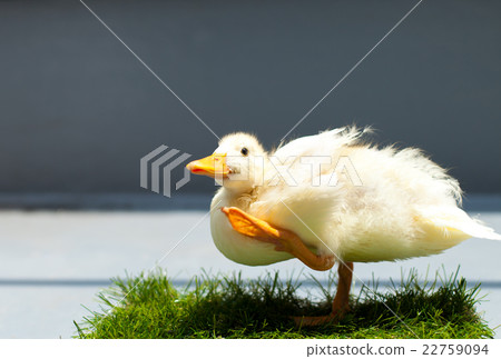Cole Duck Cole Duck 22759094