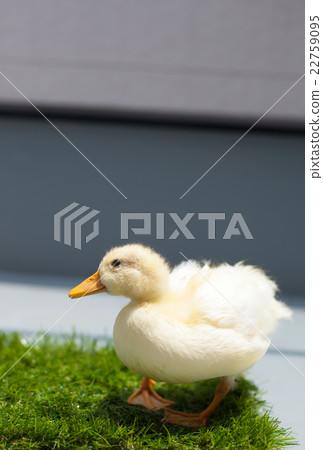 Cole Duck Cole Duck 22759095