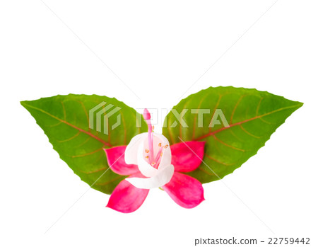 fuchsia flower with leaves is isolated on white 22759442