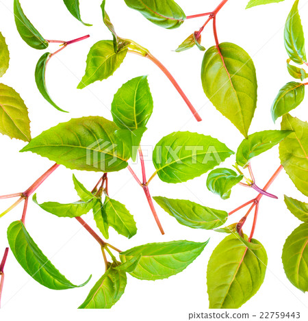 green leaves of seedling fuchsia is isolated green leaves of seedling fuchsia is isolated 22759443