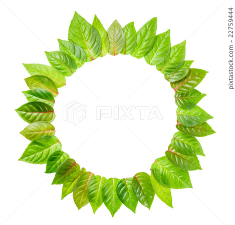 round frame of fresh green leaves is isolated round frame of fresh green leaves is isolated 22759444