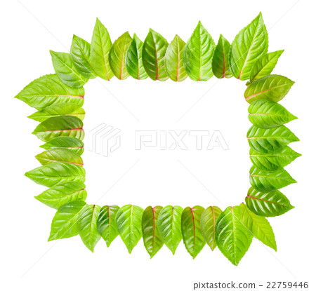fresh green leaves frame is isolated on white fresh green leaves frame is isolated on white 22759446