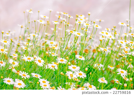 field of green grass and camomiles as background 22759816