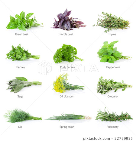 Fresh garden herbs set 22759955
