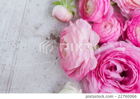 Pink and white ranunculus flowers 22760066