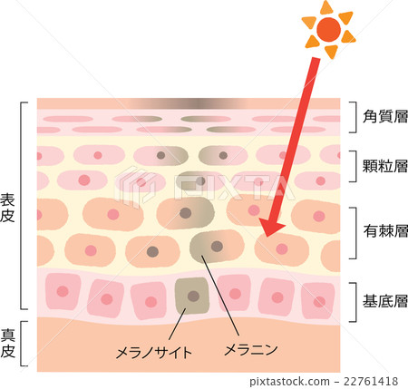 染色皮膚的機制 染色皮膚的機制 22761418