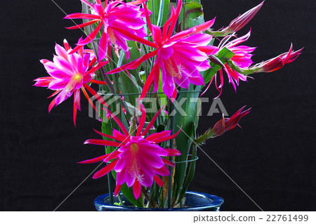 Peacock cactus Peacock cactus 22761499