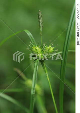 天然植物Oni Genge,兩個Migasa是雌花聚集,雄花附著在從中間延伸的棕色耳朵 天然植物Oni Genge,兩個Migasa是雌花聚集,雄花附著在從中間延伸的棕色耳朵 22763426