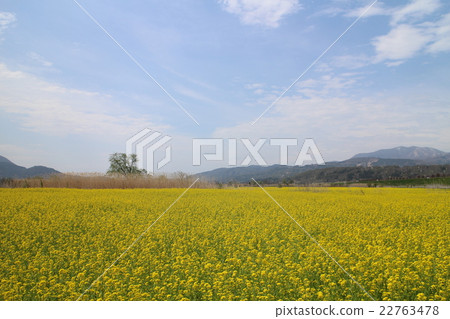 油菜田 22763478