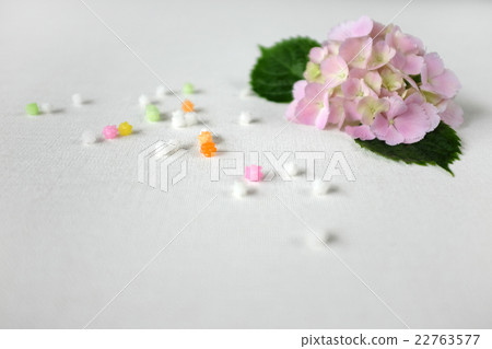 繡球 繡球 22763577