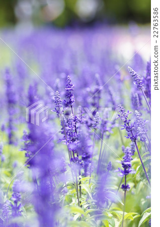 薰衣草鼠尾草 22763586