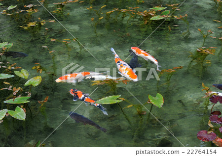 Pond of monet Pond of monet 22764154