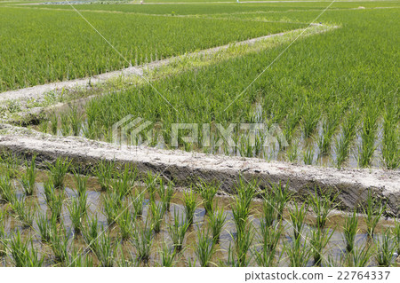 Paddy field 22764337